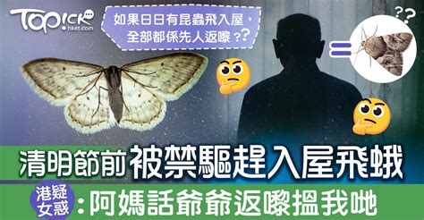 飛蛾入屋先人|【清明禁忌？】清明節前禁驅趕入屋飛蛾 港女疑惑：。